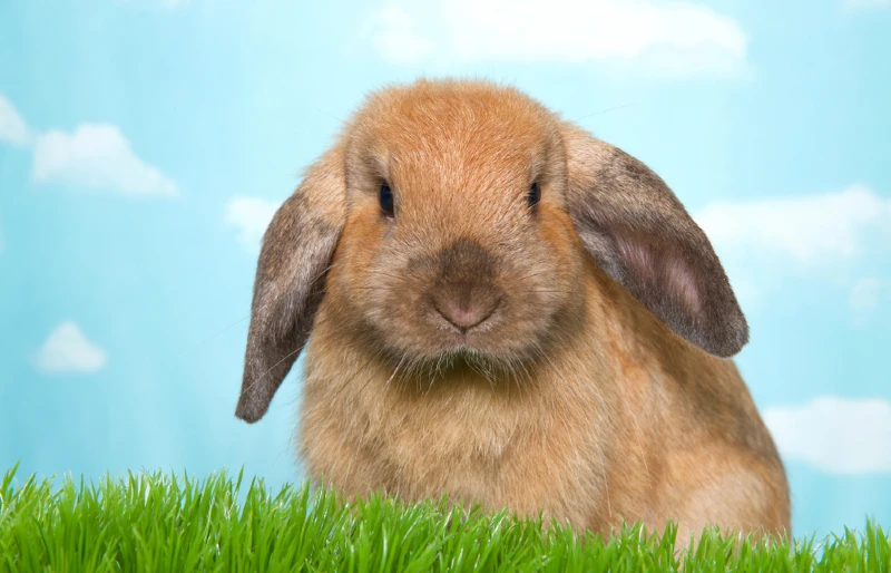 brown lop eared palomino bunny rabbit