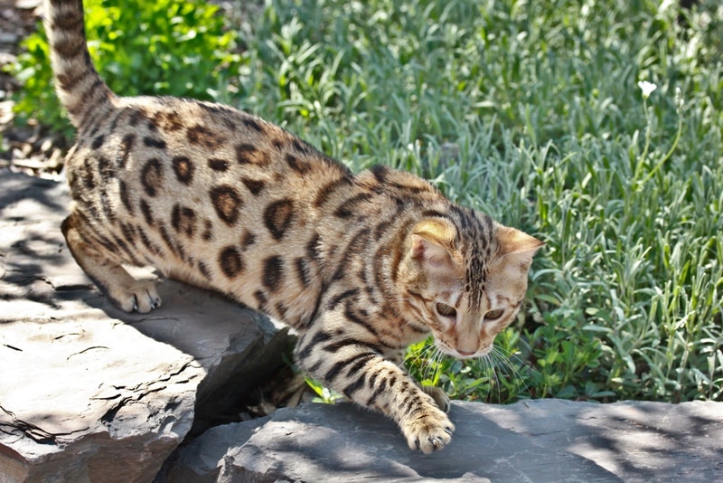 brown spotted bengal cat