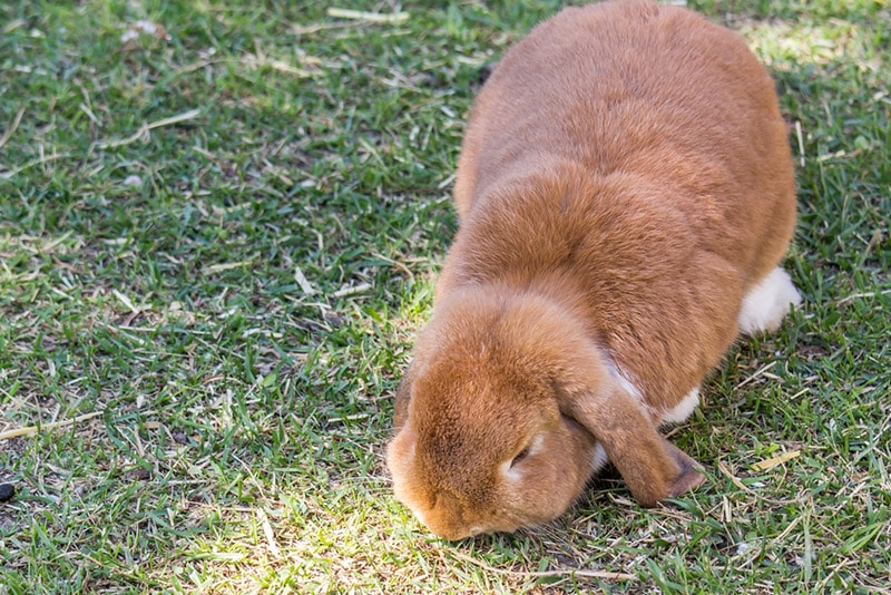 cashmere lop rabbit