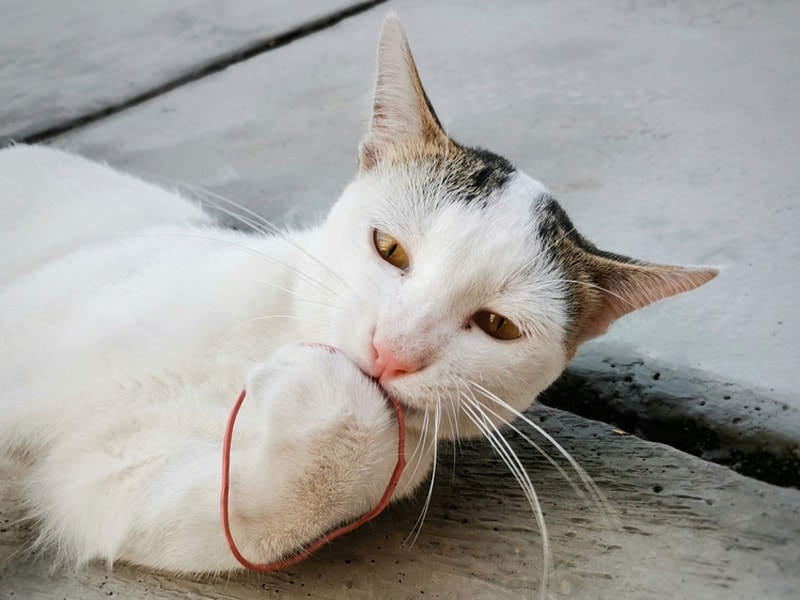 cat biting rubber band