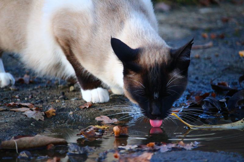 cat drinking water in the puddle