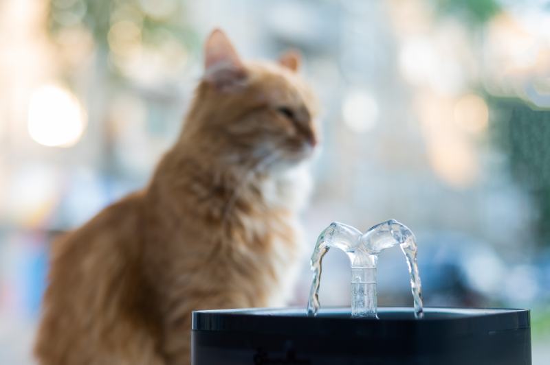 cat drinks fresh water from an electric drinking fountain