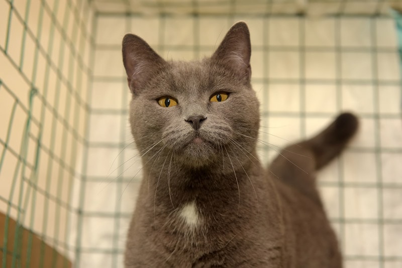 cat in a cage or crate