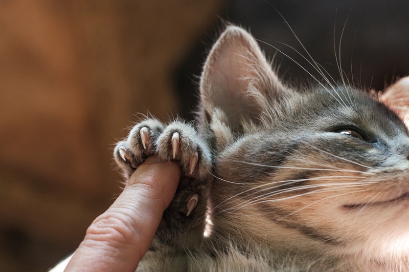 cat nails