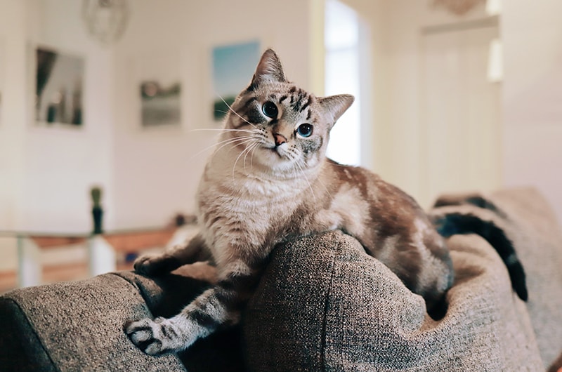 cat on top of sofa
