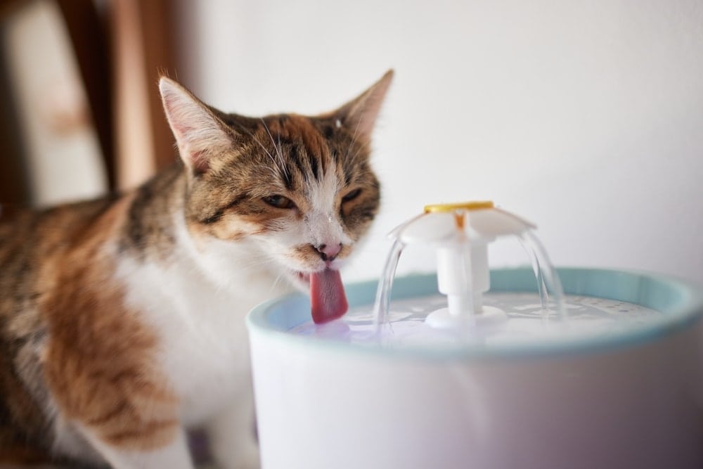 cat water fountain