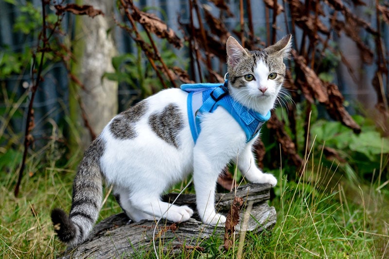 cat wearing a harness