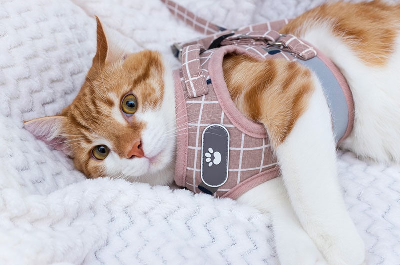 Homemade sales cat harness