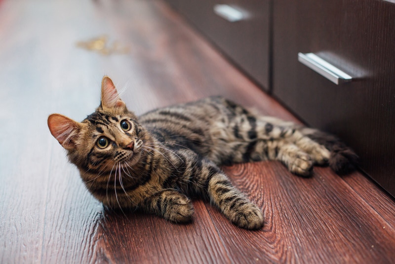 charcoal bengal cat lying