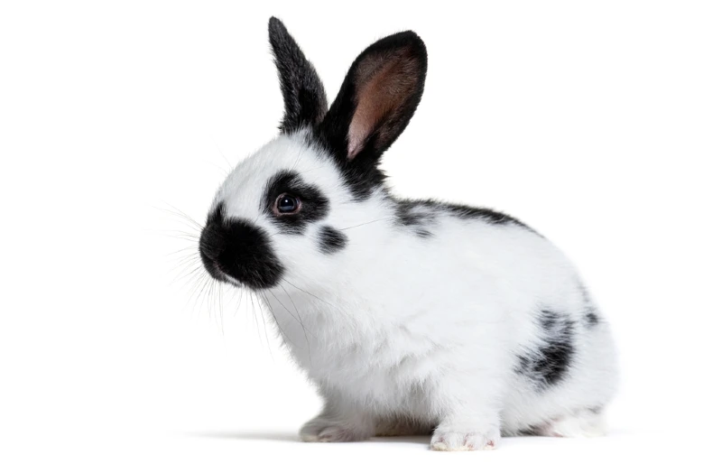 checkered giant rabbit bunny