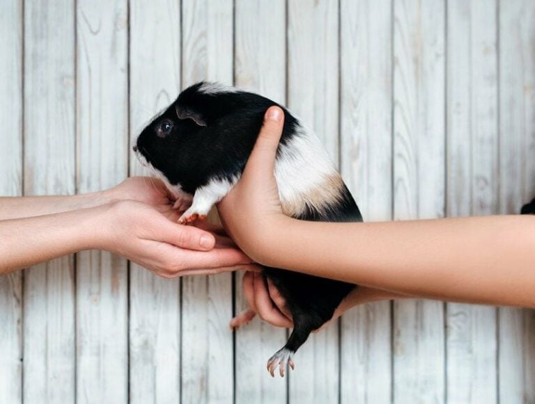 Where to Buy Guinea Pigs in 2025 4 Options Hepper
