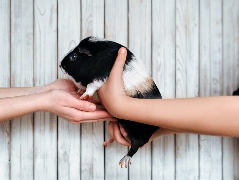 children holding a guinea pig
