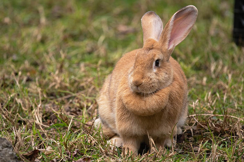 Cinnamon Rabbit Sitting on the Grass