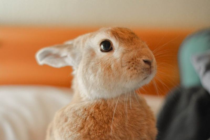 cinnamon rabbit