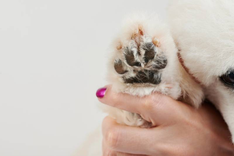 clean dog paw after cutting hair and pedicure