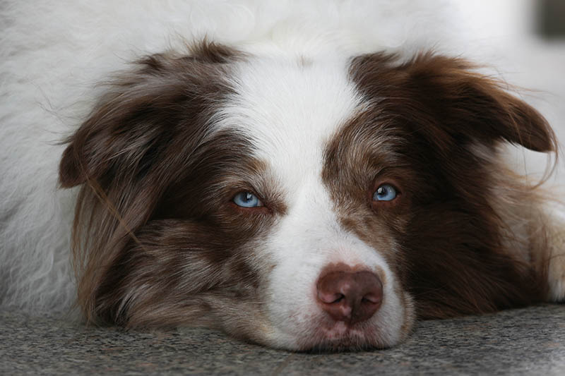 close up border collie lying on the floor