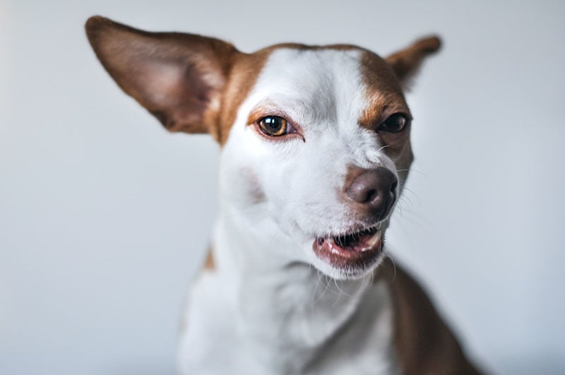 close up dog flehmen response