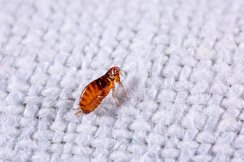 close up flea on a fabric