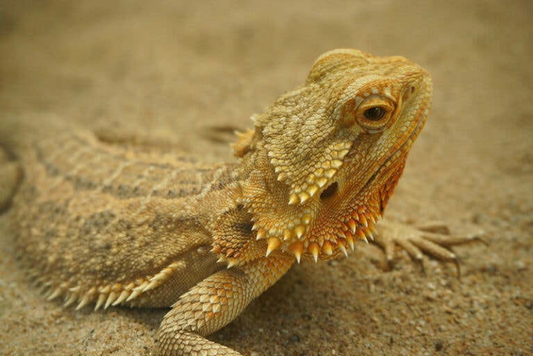 Why Is My Bearded Dragon Digging? 6 Reasons For This Behavior Hepper