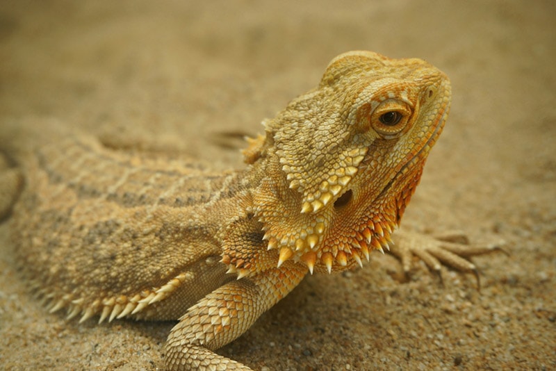 close up of a bearded dragon