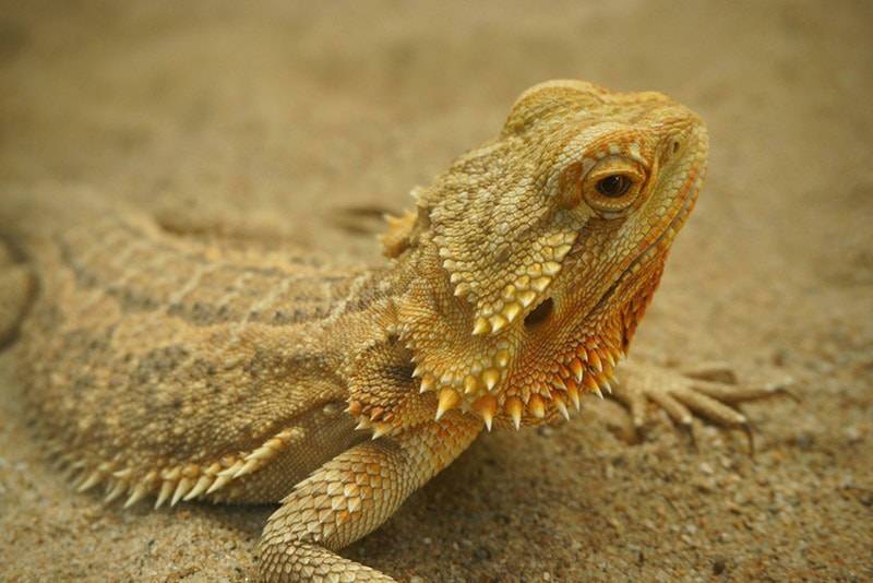 Bearded Dragon information and facts - ExoticDirect