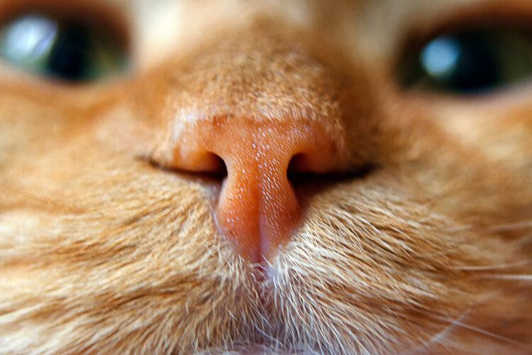 close up of a cat's nose