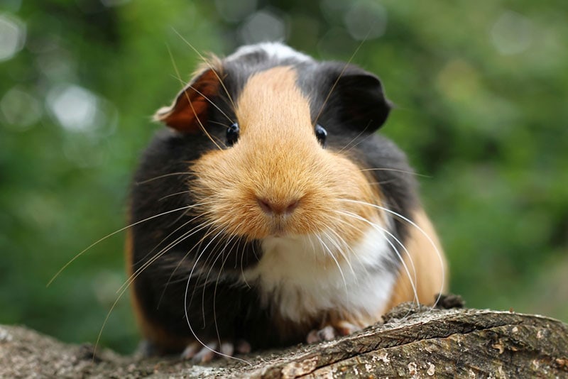 close up of a guinea pig
