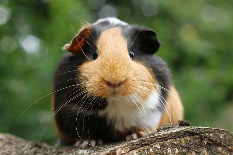 How Long Do Hamsters Live? Vet Reviewed Average Lifespan, Data & Care