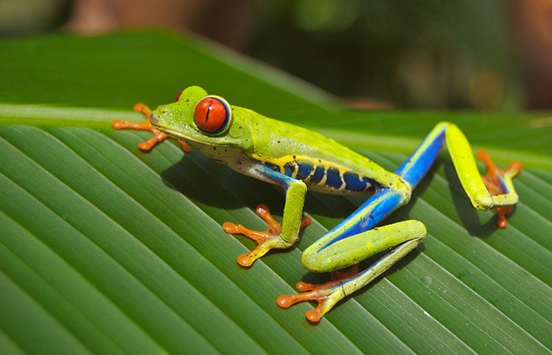 close up of a red eyed tree frog