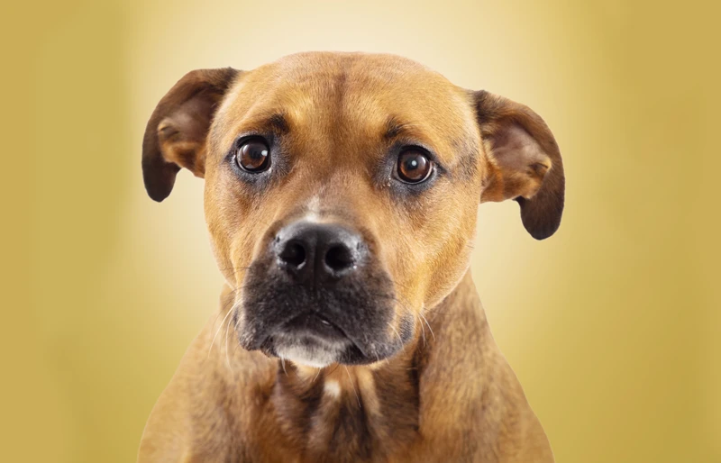 Rhodesian ridgeback mix best sale puppies