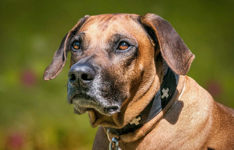 close up of a rhodesian ridgeback