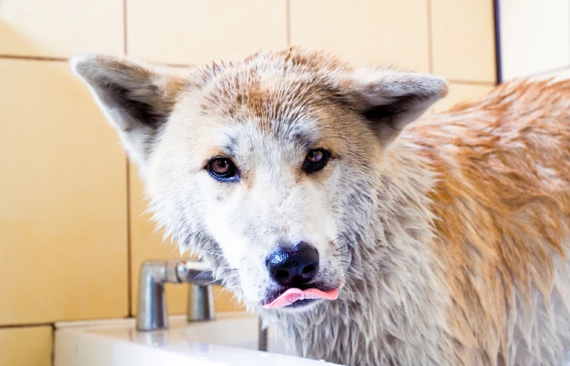 close up of akita inu dog in the bath licking its lips