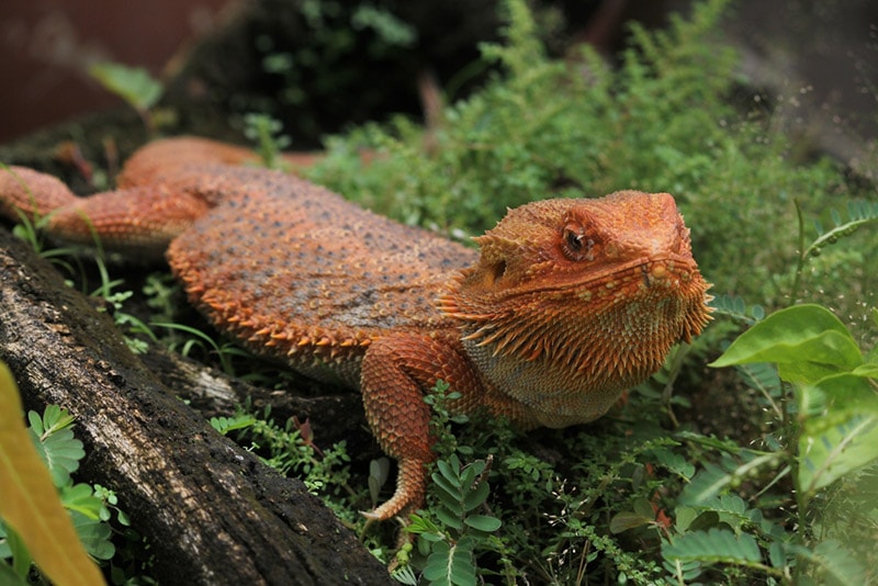 close up of bearded dragon in a terrarium