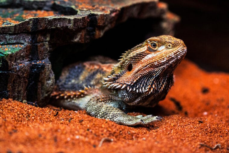 Do Bearded Dragons Change Color? Facts & FAQs Hepper