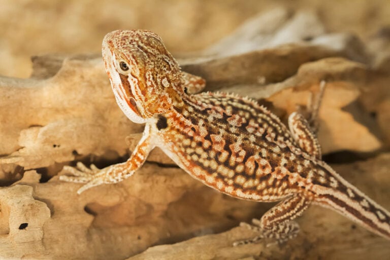 How to bathe a bearded dragon 9 vet approved steps hepper