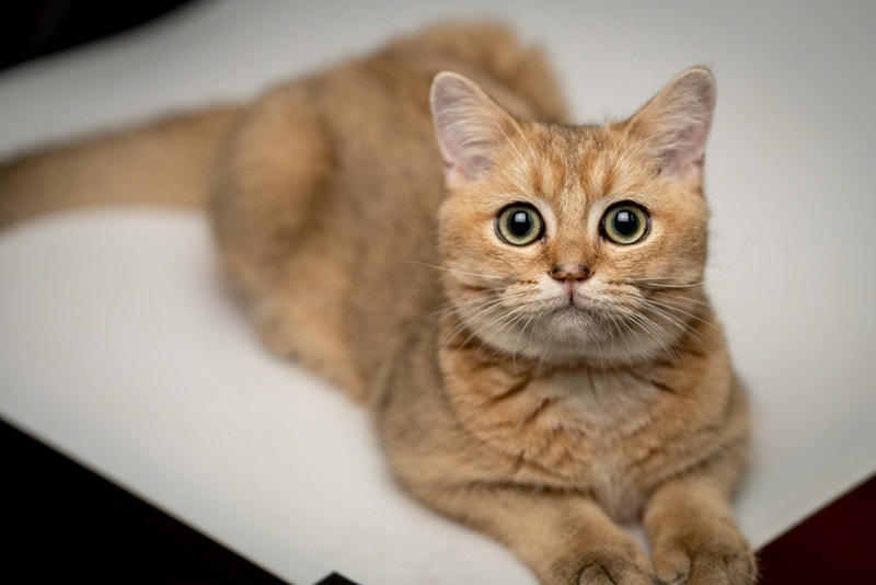 close up of golden british shorthair cat close up of golden british shorthair cat