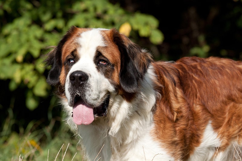 close up of saint bernard dog