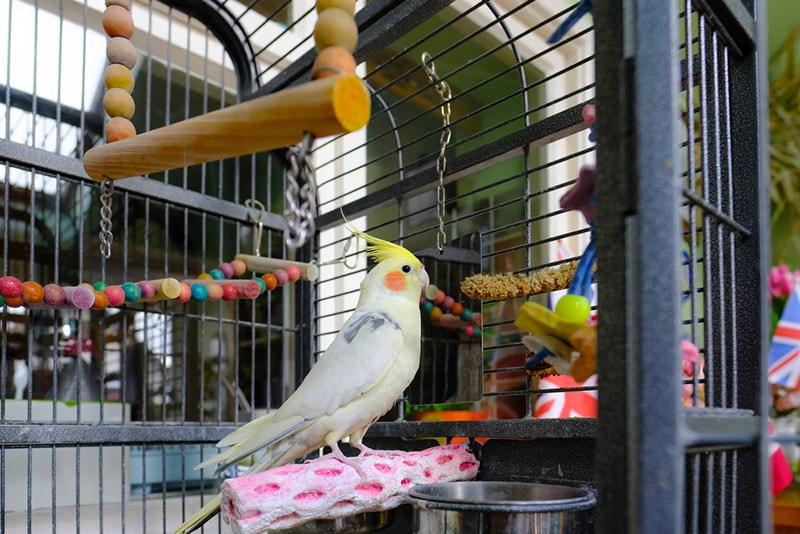 cockatiel bird in its cage