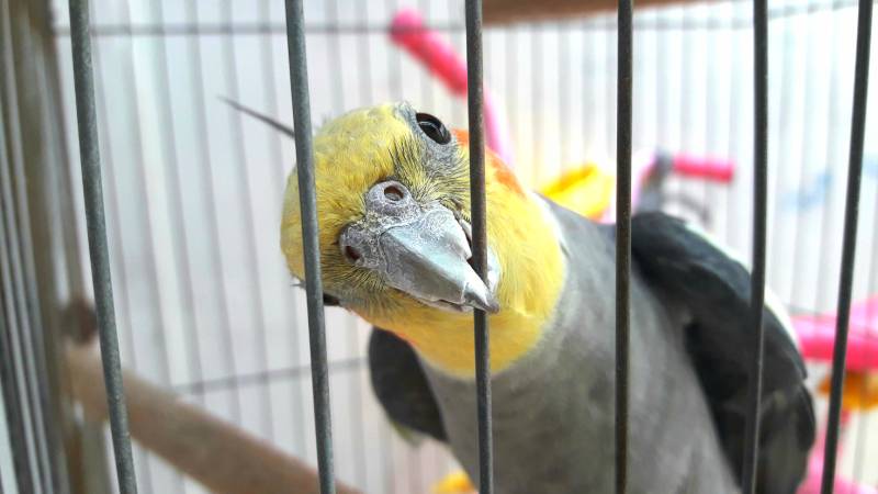 cockatiel biting its cage