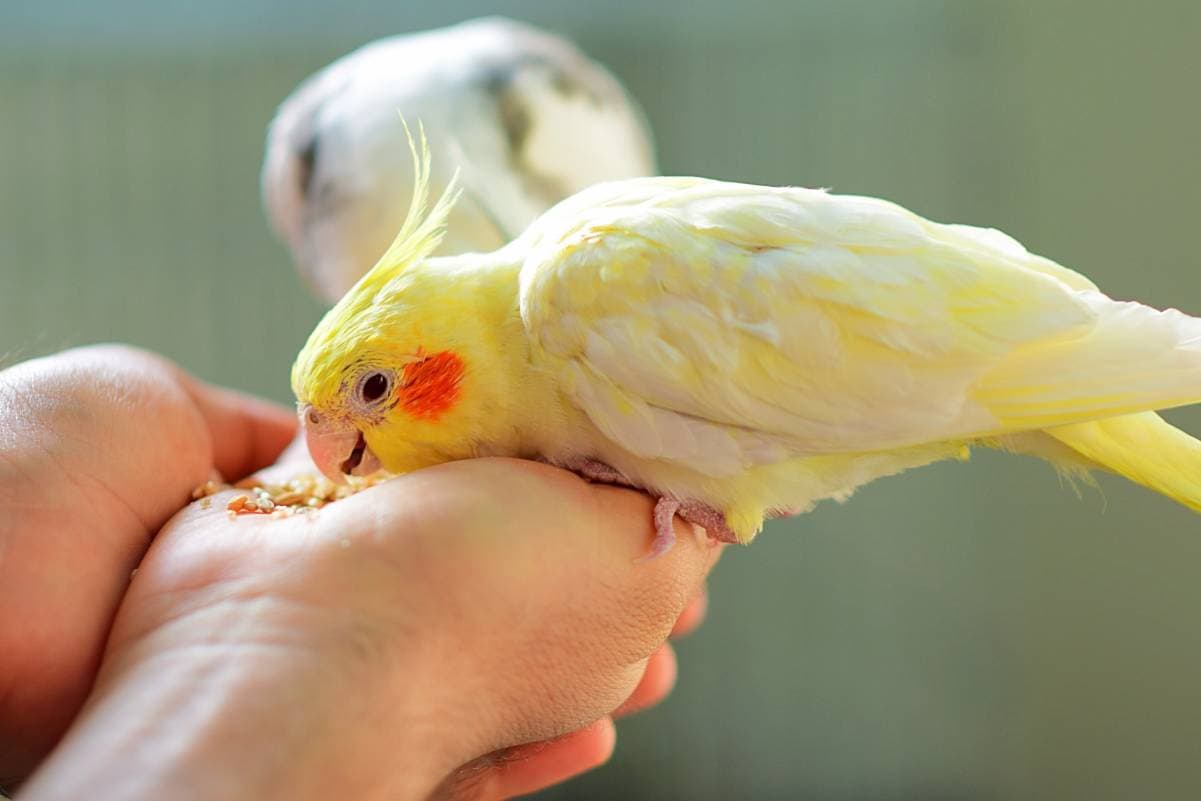 cockatiel eating from a person's hand