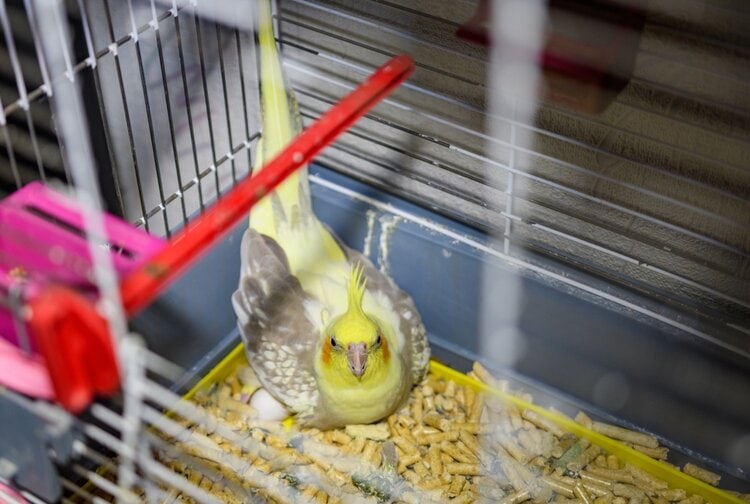 cockatiel-hatching-egg