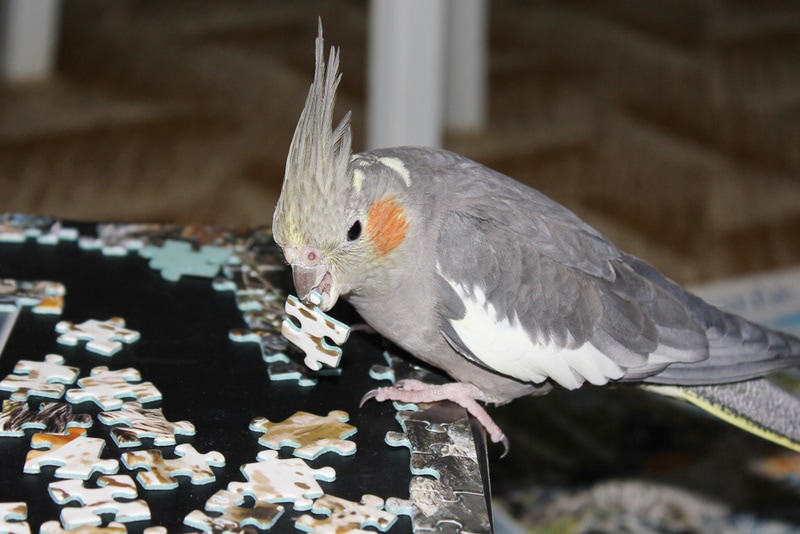 cockatiel playing puzzle