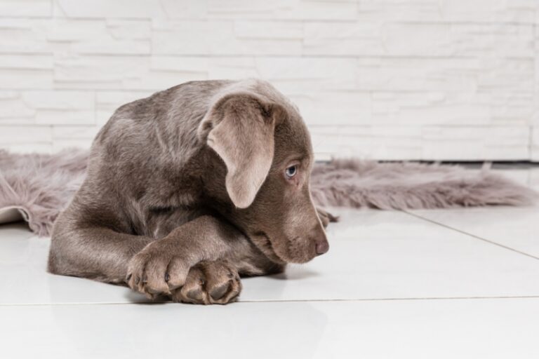 Why Are My Dog's Paws Red? 8 Common Causes & Treatments Hepper