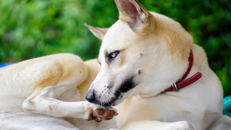 dog licking its paw