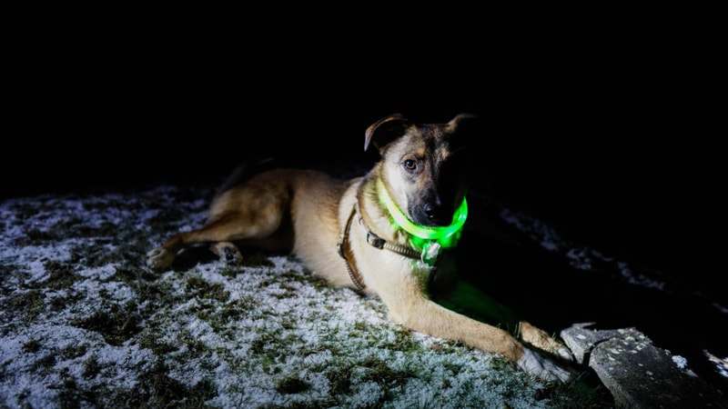 dog relaxing in the dark
