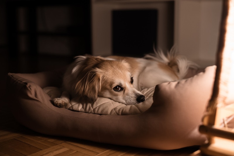 dog resting in his bed at night