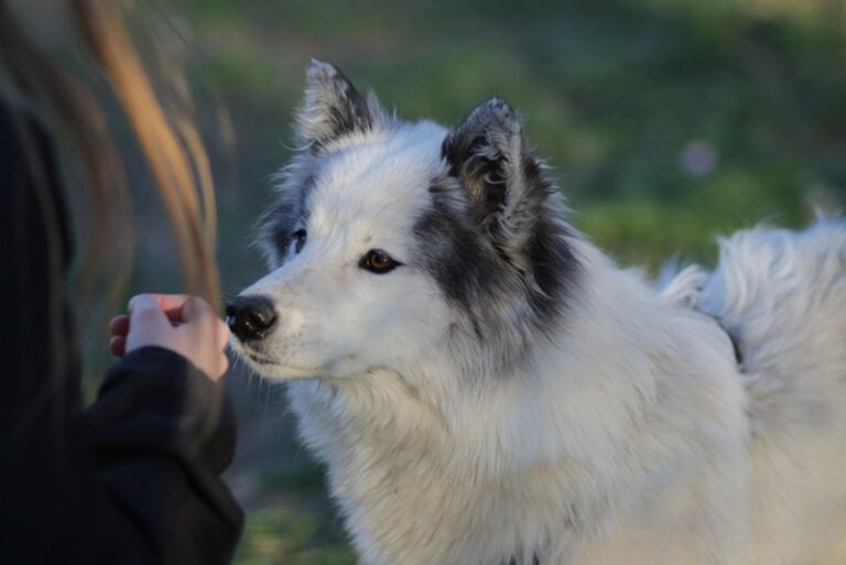 Why Do Dogs Smell Your Crotch? 3 VetReviewed Reasons Hepper