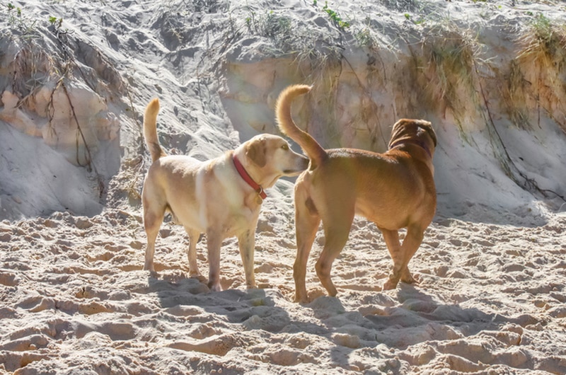 dog sniffing another dogs butt