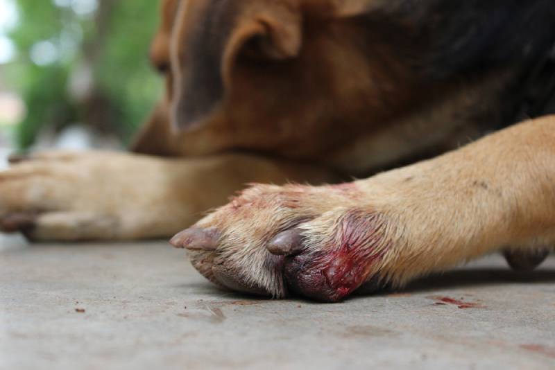 dog with bleeding paw outside