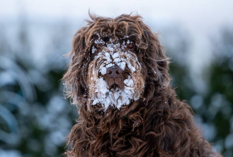 dog's face covered in snow